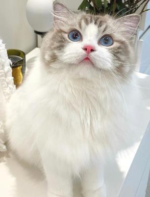 布偶猫